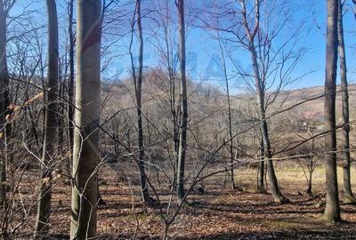 Teren de 4985 mp, în Sascut - 18