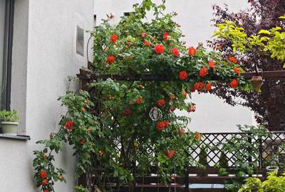 Apartament 2 camere cu grădină Greenfield– mobilat, utilat complet, disponibil - 13