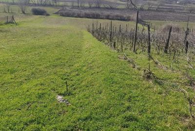 Casă cu 3 camere cu Teren 4208 Mp în Giurgița - 4