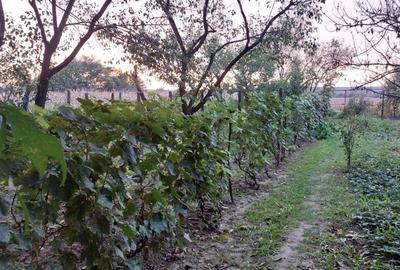 Casă cu 4 camere în Șimian - 5