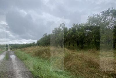 Teren cu poten?ial reziden?ial Simeria, Sfantu Gheorg - 5