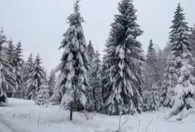 Teren 10,75 ari, intravilan Colibita, cu utilitati - 4