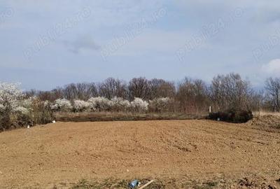 Teren de 888 mp, în Paleu - 5