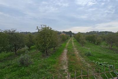 LIVADA  DE VANZARE FOCSANI-DUMBRAVITA  1,8  HA - 14