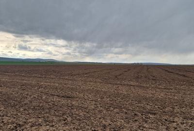 Teren 10,000mp Bacau / Strada Alexandru Safran - 14