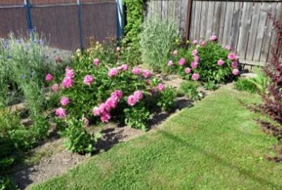 Casa zona ultracentrală, vis-a-vis PENNY Săcele, 2000 mp - 9