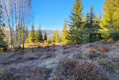 Teren intravilan 3.120 mp Mun?ii Apuseni, Sohodol (com. - 2