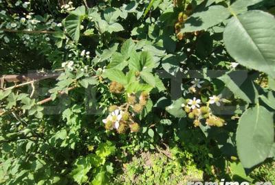 Casa individuala Catamarasti Deal, 7 camere, livada pe rod, 992mp! - 3