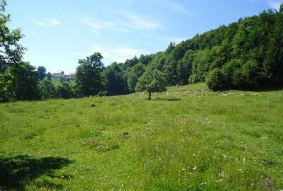 Teren Construcții intravilan de 8000 mp, în Fundata - 2