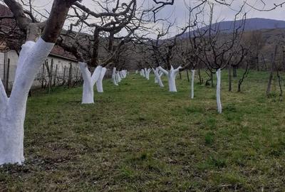 Spațiu comercial, în Orlat - 5