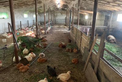 Fermă de vânzare în com. Deleni - DN3 - 10.680 mp - 84 m deschidere - 13