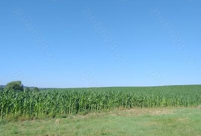 Teren în Valea Albă - 5