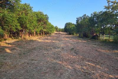 Casa cu anexe gospodaresti si teren aferent, 36 ari. - 3