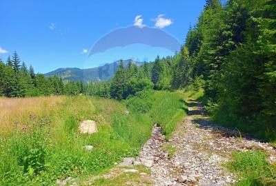 Teren agricol extravilan de 2895 mp, în Nord - 8