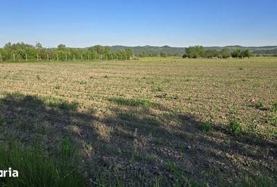 Teren de 2900 mp, în Ciceu-Mihăiești
