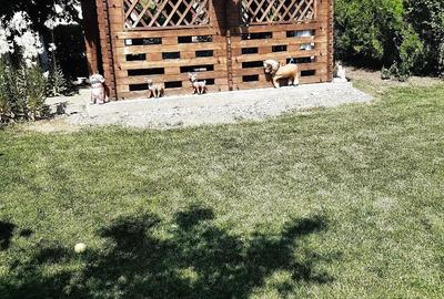 Casă cu 4 camere cu Teren 2300 Mp în Năvodari - 1