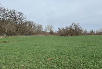 Spațiu comercial, în Nuci - 3