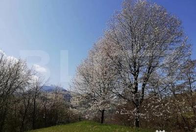 Teren de 2500 mp, în Ceahlău - 3