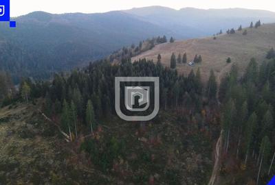 Teren situat in Frasin | BUCOVINA - 6