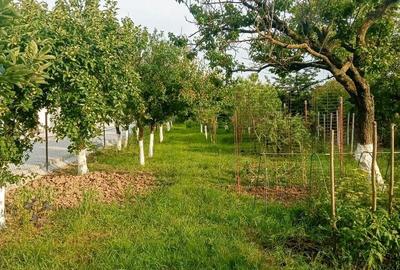 Casă cu 3 camere în Sânmartin - 4