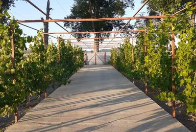 Casă individuală cu 3 camere cu Teren 300 Mp în Horia - 5