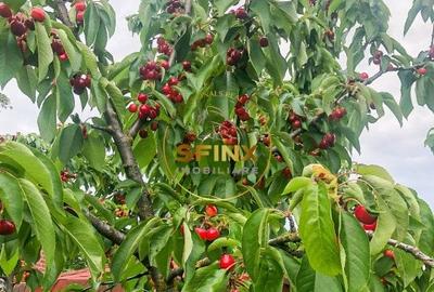 De vanzare ferma Calarasi in stare de conservare - sere - livada - 3