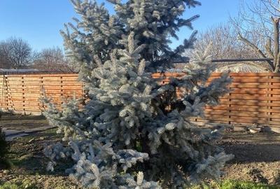 Casă individuală cu 6 camere cu Teren 4265 Mp în Izbiceni - 9