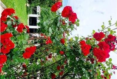 Casă individuală cu 5 camere cu Teren 1000 Mp în Gruia - 17