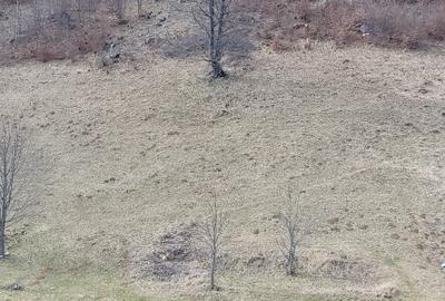 Teren intravilan 3 loturi de 6000, 2800 si 12000mp - 2