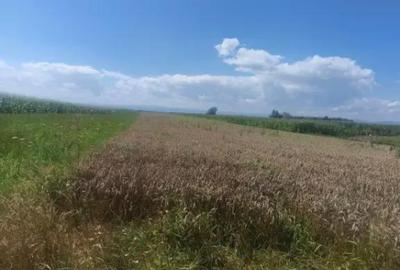 Teren de 10000 mp, în Măneuți - 2