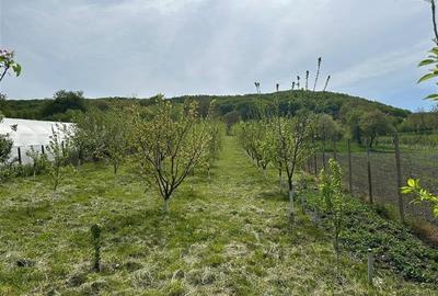 Teren construibil cu livada pomi,sat Hasag,jud.Sibiu,comision 0 - 8