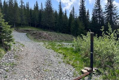 Teren de 1000 mp, în Muntele Băișorii - 5