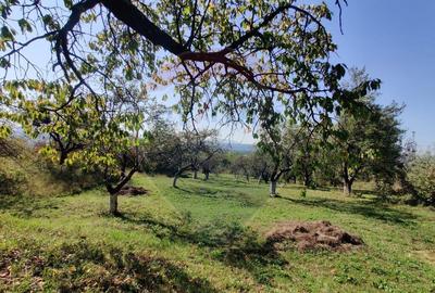 Teren de vanzare extravilan Ocolis - 12