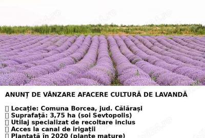 De vanzare plantatie de lavanda - 2
