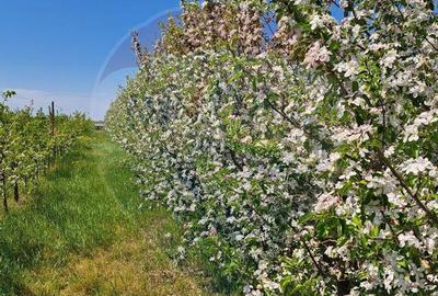 Vanzare teren Livada - Ferma Arges - Izbasesti / DN 142 l... - 7