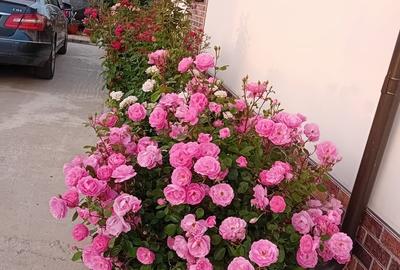 Casă cu 3 camere cu Teren 508 Mp în Tei - 19