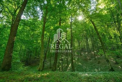 PRET NOU! Teren (padure) intabulat 11.011 mp in zona Ha?datChizid - 1