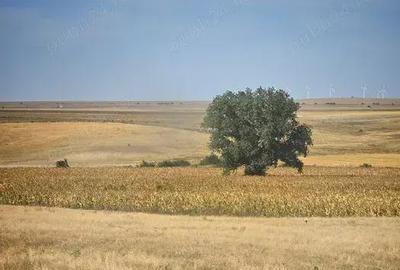 Spațiu comercial, în Saraiu - 2