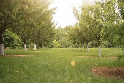 Teren agricol intravilan de 7603 mp, în Delenii - 4