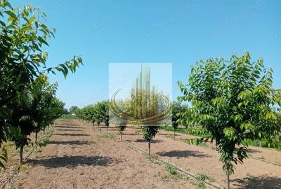 Teren de 16000 mp, în Belinț - 10