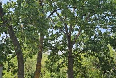 Intravilan 480 mp , loc de casa , zona padure Baicoi Prahova - 15