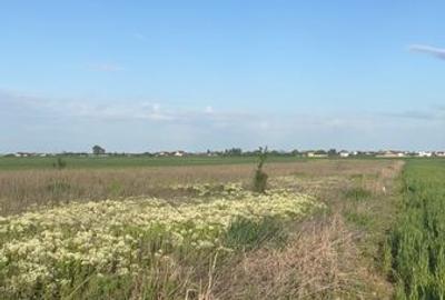 Teren de 631 mp, în Cernica - 1