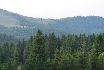 Casa individuala cu teren zona Paltinis - 33