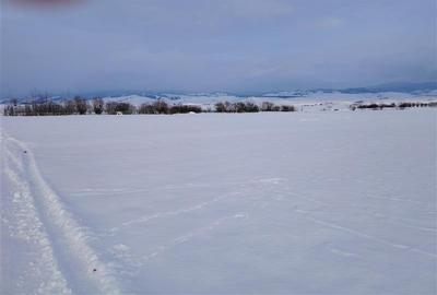 Teren Construcții intravilan de 2810 mp, în Sineu - 8