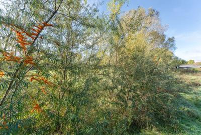 Proprietate rara in Covasna - liniste, spatiu si potential de investitie - 40