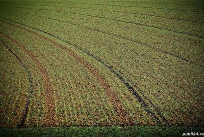 Vand teren agricol 5,3 ha Movila Miresii, Braila - 1