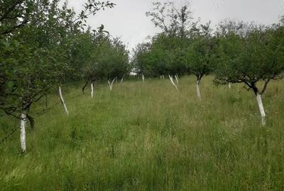 Casă cu 5 camere cu Teren 1400 Mp în Colonești - 3