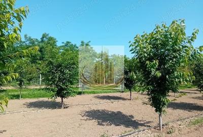 Teren agricol intravilan de 16000 mp, în Belinț - 2