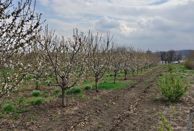 Teren de 5800 mp, în Mădârjești - 8