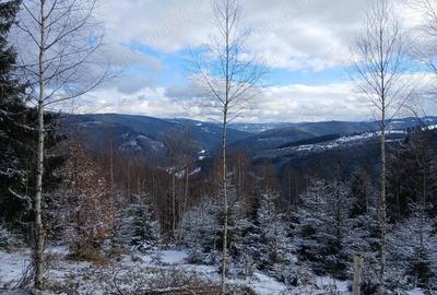 PF, Vand 1,5 ha teren zona Mestecanis, Suceava, Bucovina - 1